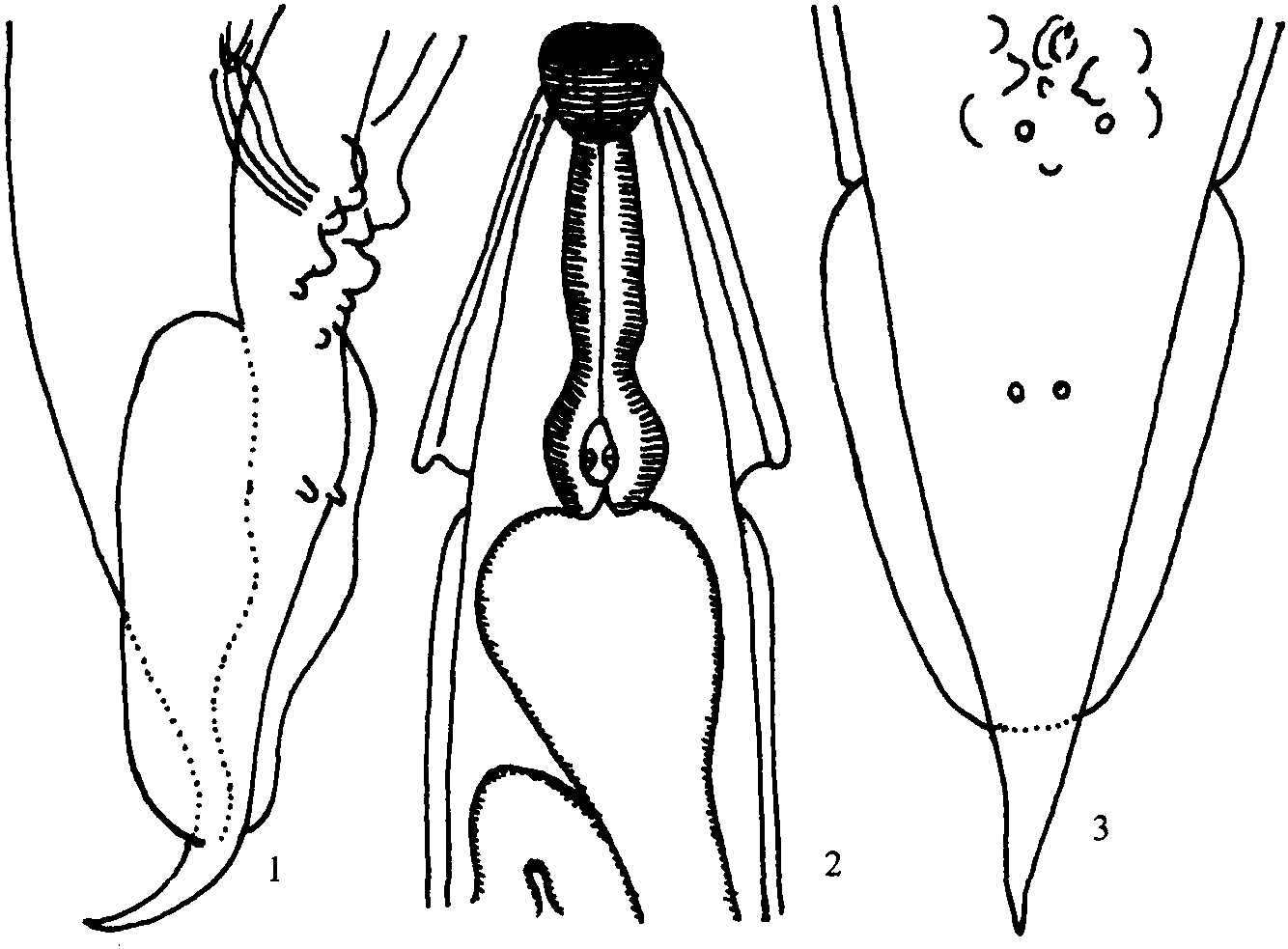 丁氏無(wú)刺線蟲(chóng)